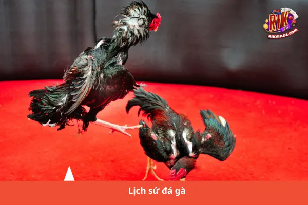 Đá Gà Mạng