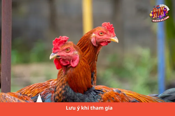 Đá Gà Mạng